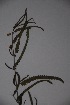  ( - K-0130)  @11 [ ] No Rights Reserved  Unspecified Unspecified