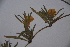  (Ruelliopsis - K-0141a)  @11 [ ] No Rights Reserved  Unspecified Unspecified