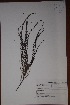  (Jamesbrittenia burkeana - K-0180)  @11 [ ] No Rights Reserved  Unspecified Unspecified