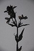  ( - K-0457)  @11 [ ] No Rights Reserved  Unspecified Unspecified