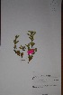  ( - K-0495)  @11 [ ] No Rights Reserved  Unspecified Unspecified