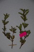  (Ruellia cordata - K-0495)  @11 [ ] No Rights Reserved  Unspecified Unspecified