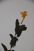  ( - K-0495)  @11 [ ] No Rights Reserved  Unspecified Unspecified