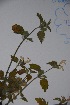  ( - K-0549)  @11 [ ] No Rights Reserved  Unspecified Unspecified