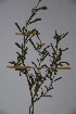  (Leucas capensis - K-0631)  @11 [ ] No Rights Reserved  Unspecified Unspecified