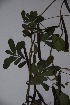  ( - K-0889a)  @11 [ ] No Rights Reserved  Unspecified Unspecified