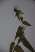  ( - K-0898)  @11 [ ] No Rights Reserved  Unspecified Unspecified