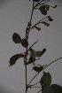  ( - K-0920)  @11 [ ] No Rights Reserved  Unspecified Unspecified