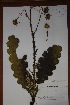  ( - K-1103)  @11 [ ] No Rights Reserved  Unspecified Unspecified