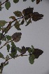  ( - K-1133)  @11 [ ] No Rights Reserved  Unspecified Unspecified