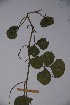  ( - K-1185)  @11 [ ] No Rights Reserved  Unspecified Unspecified