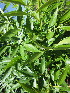  ( - KMS-0008)  @11 [ ] No Rights Reserved  Unspecified Unspecified