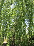  ( - KMS-0028)  @11 [ ] No Rights Reserved  Unspecified Unspecified
