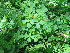  ( - KMS-0032)  @11 [ ] No Rights Reserved  Unspecified Unspecified