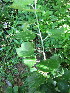  ( - KMS-0033)  @11 [ ] No Rights Reserved  Unspecified Unspecified