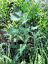  ( - KMS-0041)  @11 [ ] No Rights Reserved  Unspecified Unspecified