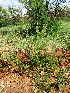  ( - KMS-0054)  @11 [ ] No Rights Reserved  Unspecified Unspecified