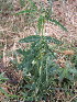  (Desmanthus virgatus - KMS-0091)  @11 [ ] No Rights Reserved  Unspecified Unspecified