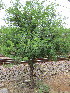  ( - KMS-0093)  @11 [ ] No Rights Reserved  Unspecified Unspecified