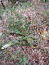  ( - KMS-0095)  @11 [ ] No Rights Reserved  Unspecified Unspecified