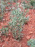  ( - KMS-0101)  @11 [ ] No Rights Reserved  Unspecified Unspecified