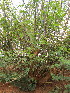  ( - KMS-0103)  @11 [ ] No Rights Reserved  Unspecified Unspecified