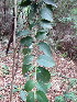  ( - KMS-0109)  @11 [ ] No Rights Reserved  Unspecified Unspecified