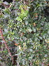  ( - KMS-0117)  @11 [ ] No Rights Reserved  Unspecified Unspecified