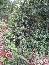  ( - KMS-0117)  @11 [ ] No Rights Reserved  Unspecified Unspecified