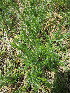  (Galium capense - KMS-0126)  @11 [ ] No Rights Reserved  Unspecified Unspecified