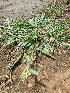  ( - KMS-0131)  @11 [ ] No Rights Reserved  Unspecified Unspecified
