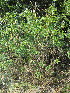  (Senna corymbosa - KMS-0141)  @11 [ ] No Rights Reserved  Unspecified Unspecified