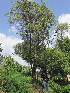  ( - KMS-0150)  @11 [ ] No Rights Reserved  Unspecified Unspecified