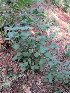  ( - KMS-0153)  @12 [ ] No Rights Reserved  Unspecified Unspecified