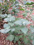  ( - KMS-0153)  @12 [ ] No Rights Reserved  Unspecified Unspecified