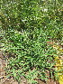  ( - KMS-0169)  @11 [ ] No Rights Reserved  Unspecified Unspecified