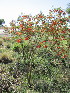  (Sesbania punicea - KMS-0170)  @11 [ ] No Rights Reserved  Unspecified Unspecified