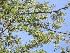  (Senegalia hereroensis - KMS-0178)  @13 [ ] No Rights Reserved  Unspecified Unspecified