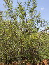  ( - KMS-0187)  @11 [ ] No Rights Reserved  Unspecified Unspecified