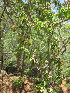  ( - KMS-0187)  @11 [ ] No Rights Reserved  Unspecified Unspecified