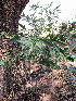  ( - KMS-0201)  @11 [ ] No Rights Reserved  Unspecified Unspecified