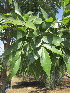  (Fraxinus velutina - KMS-0204)  @11 [ ] No Rights Reserved  Unspecified Unspecified