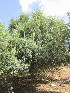  ( - KMS-0206)  @11 [ ] No Rights Reserved  Unspecified Unspecified