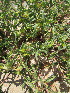  ( - KMS-0214)  @11 [ ] No Rights Reserved  Unspecified Unspecified