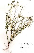  ( - LTM036)  @11 [ ] No Rights Reserved  Unspecified Unspecified