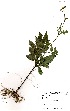  ( - LTM040)  @11 [ ] No Rights Reserved  Unspecified Unspecified
