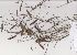  (Lebeckia - AMM6620)  @11 [ ] No Rights Reserved  Unspecified Unspecified