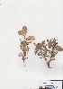  (Lessertia - AMM4033)  @11 [ ] No Rights Reserved  Unspecified Unspecified