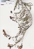  ( - Stirton13306)  @11 [ ] No Rights Reserved  Unspecified Unspecified
