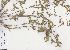  (Lessertia pauciflora - Stirton13728)  @11 [ ] No Rights Reserved  Unspecified Unspecified